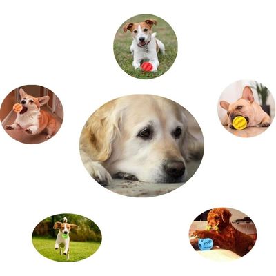 Pet Planet 4 Pièces Balles Friandises Caoutchouc Naturel Chien