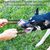 IntiMeg Bâton à mordre pour chien avec 2 anses