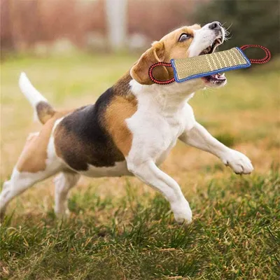 IntiMeg Bâton à mordre pour chien avec 2 anses