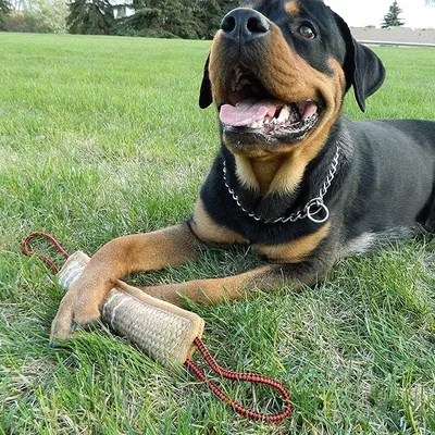 IntiMeg Bâton à mordre en jute pour chien