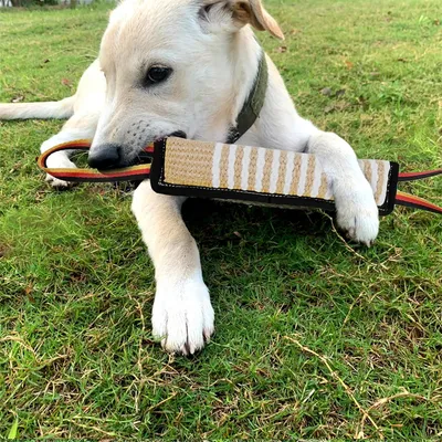 IntiMeg Bâtonnet à mâcher pour le dressage des chiens