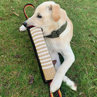IntiMeg Bâtonnet à mâcher pour le dressage des chiens