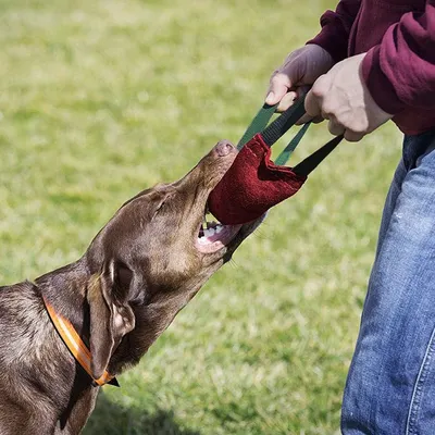 IntiMeg Bâton à mâcher pour chien peau de vache