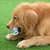 Petopia Jouet à mâcher pour chien