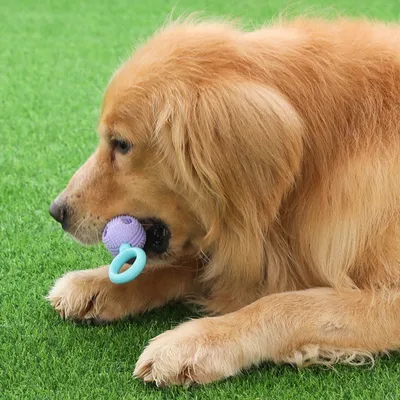 Petopia Jouet à mâcher pour chien