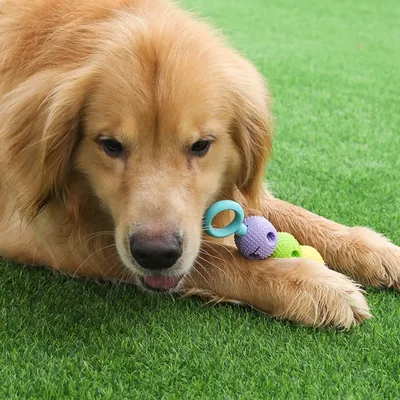 Petopia Jouet à mâcher pour chien