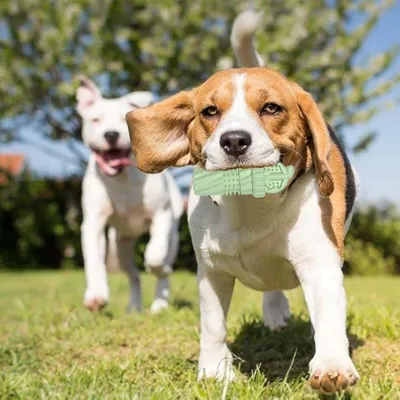 Petopia Jouets pour chiens