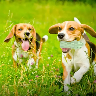 Petopia Jouets pour chiens