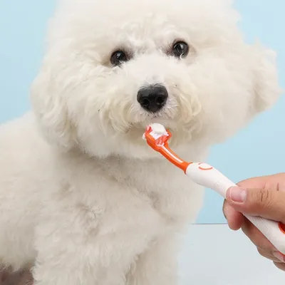 FurryFusion Kit de brosse à dents et de dentifrice pour chien et chat