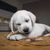 ZENITHMIND Stick à mâcher pour chien, 10 cm × 18 pièces