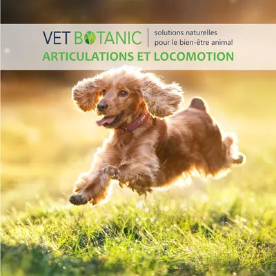 SILIFLEX - Soutien articulaire chiens et chats