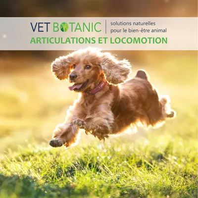 GLUCO CHONDRO + - Renforcement articulaire chiens et chats