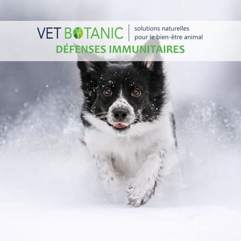 PROPOLIS - Purification et immunité chiens et chats