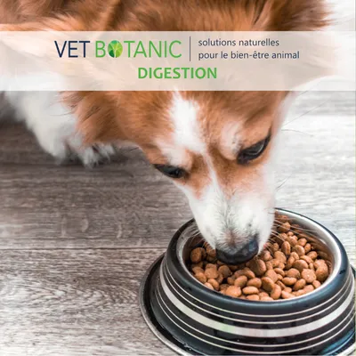 Complément probiotique chiens / chats