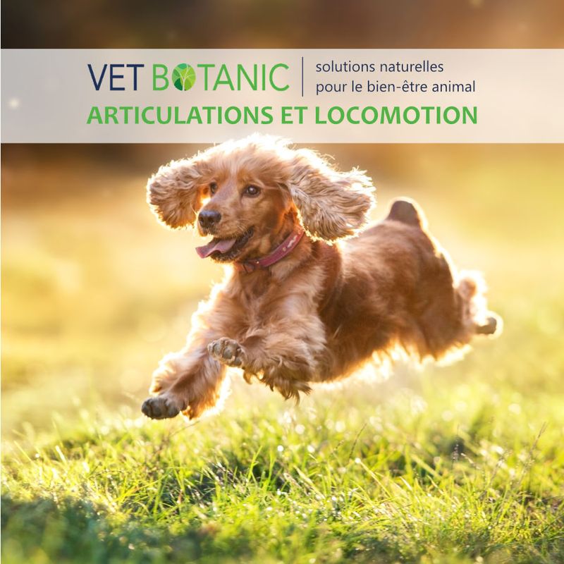 MACERAT BOURGEON DE CASSIS - Vitalité et souplesse articulaire chien, chat