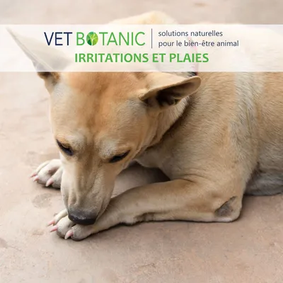 SOIN DES YEUX au bleuet - Hygiène oculaire chiens et chats