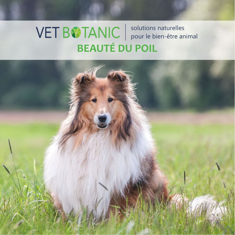 DEMELANT ENRICHI EN HUILES VEGETALES - Toilettage du chien et du chat