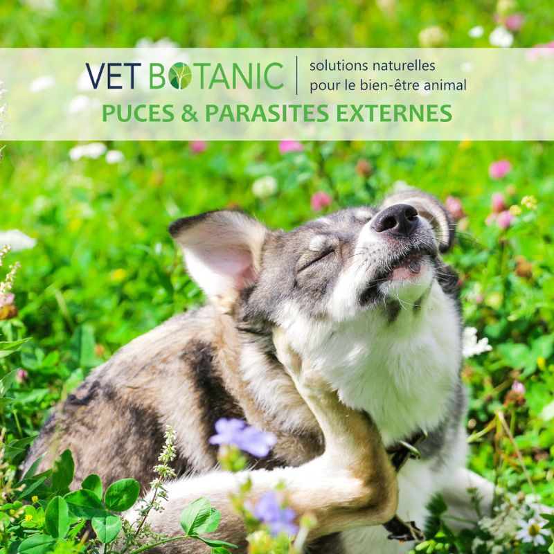 LOTION PARAPROTECT - Neutralisateur d'odeurs pour chiens et chats