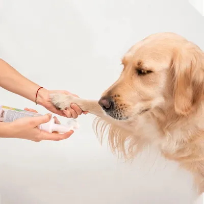 ZENITHMIND Shampooing mousse sèche pour chiens