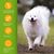 ZENITHMIND Shampooing pour chiens-shampooing pour chiens White Dog Shampoo