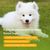 ZENITHMIND Shampooing pour chiens-shampooing pour chiens White Dog Shampoo