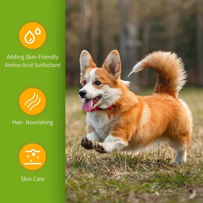 ZENITHMIND Shampooing pour chiots doux, parfumé aux amandes et au miel