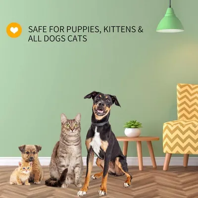 ZENITHMIND Shampooing pour chien avec des ingrédients naturels au limonol