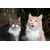 Marly & Dan - Friandises Sans Céréales "Boules de poils" pour Chat