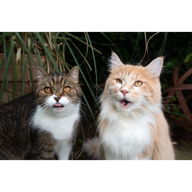 Marly & Dan - Friandises Sans Céréales "Boules de poils" pour Chat