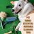 UAMLY Brosse grattoir pour poils d'animaux