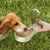 Petopia Goûter et gobelet d'eau portatif pour chien et chat