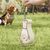 Petopia Goûter et gobelet d'eau portatif pour chien et chat