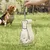 Petopia Goûter et gobelet d'eau portatif pour chien et chat