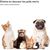 IntiMeg Brosse autonettoyante pour chat et chien