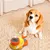 UAMLY Jouets interactifs pour chiens, distributeur de friandises