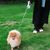 Petopia Corde de traction automatique pour chien