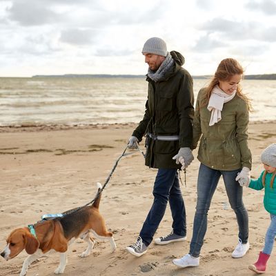 Petopia Laisse pour chien
