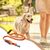 Petopia Laisse pour chien