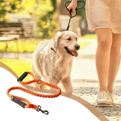 Petopia Laisse pour chien