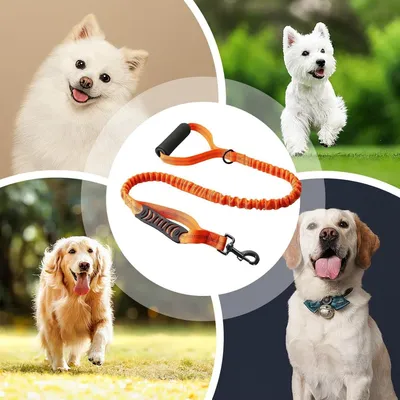 Petopia Laisse pour chien