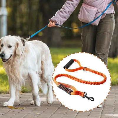 Petopia Laisse pour chien