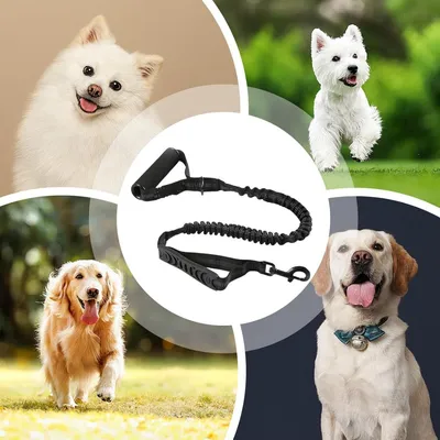 Petopia Laisse pour chien