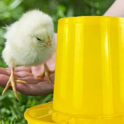 Zenpets Mangeoire et abreuvoir pour poussins