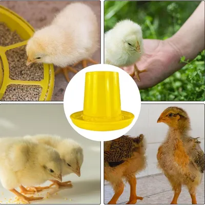 Zenpets Mangeoire et abreuvoir pour poussins