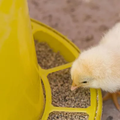 Zenpets Mangeoire et abreuvoir pour poussins