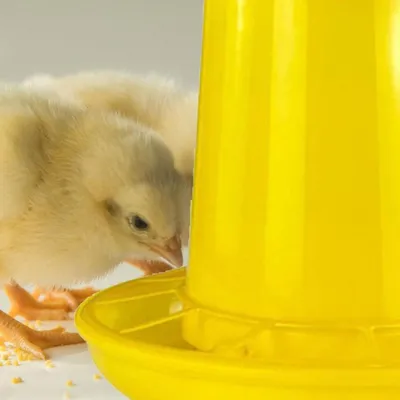 Zenpets Mangeoire et abreuvoir pour poussins