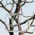 Zenpets Cage d'oiseau pour perruche