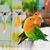 IntiMeg Porte - Nourriture pour oiseaux 5 Pcs