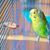 IntiMeg Porte - Nourriture pour oiseaux 5 Pcs