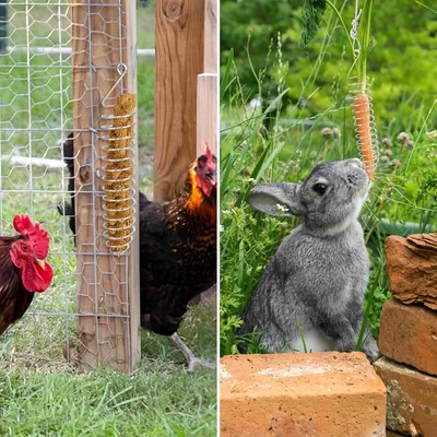 FurryFusion Panier de nourriture pour perroquet